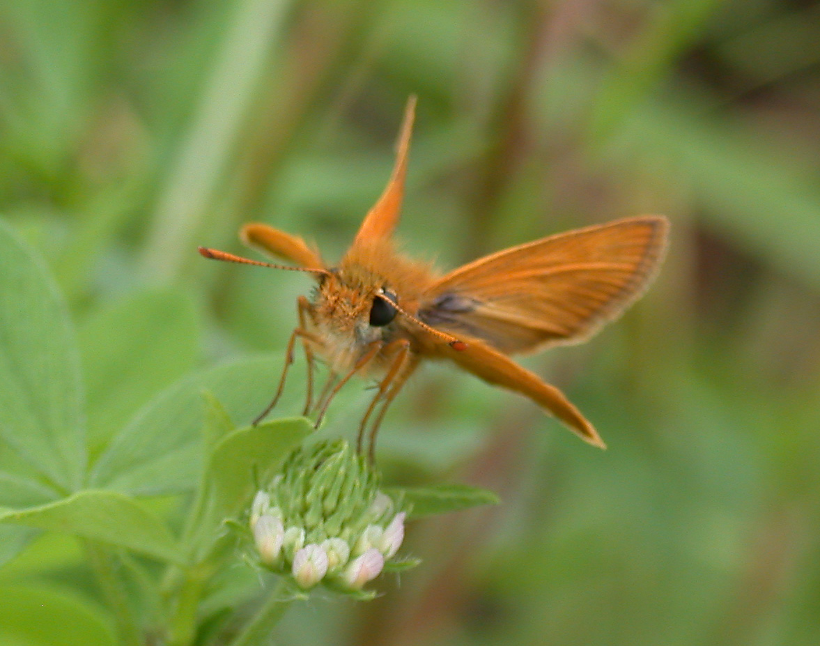 Thymelicus sylvestris